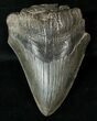 Partial Fossil Megalodon Tooth #17259-1
